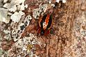 Hypsosinga_heri_D6120_Z_89_Les Gris_Frankrijk